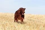 SETTER IRLANDAIS 053
